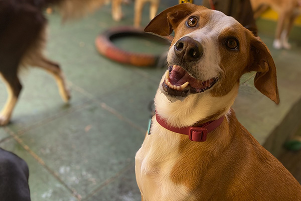 img-dog-discipline_0001_IMG_2550