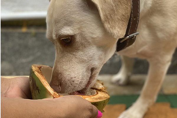 img-dog-discipline_0003_IMG_2410