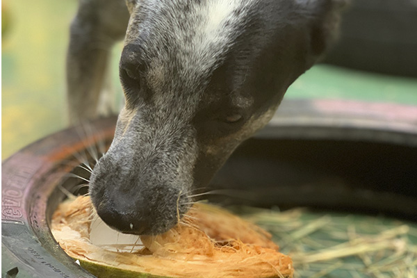 img-dog-discipline_0004_IMG_2291