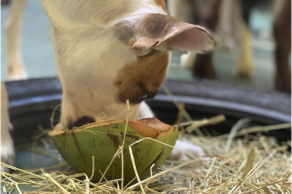 img-dog-discipline_0005_IMG_2289