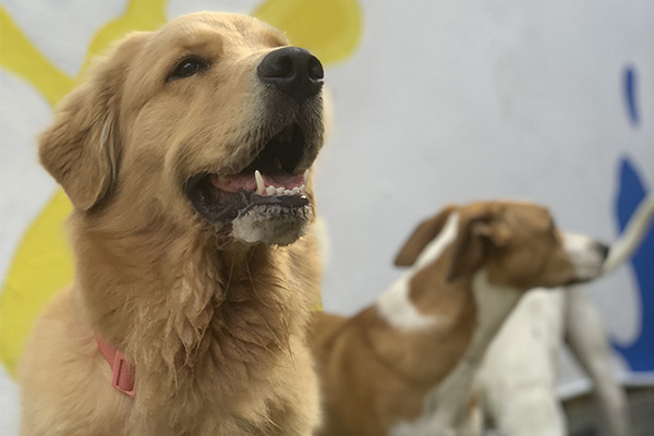 img-dog-discipline_0006_IMG_2276