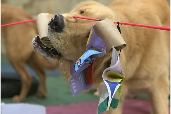 img-dog-discipline_0007_IMG_2273