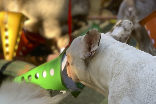 img-dog-discipline_0008_IMG_2119