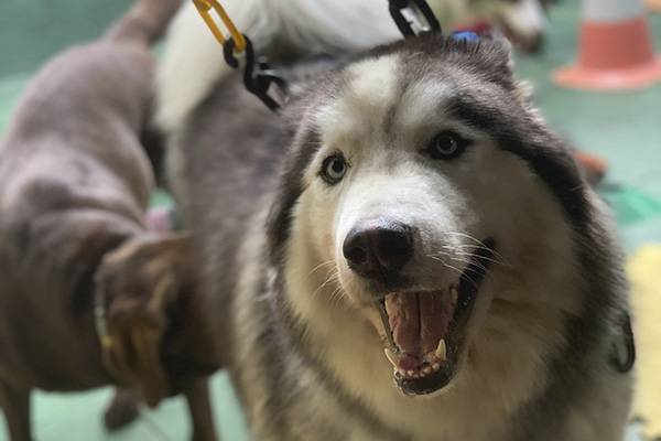 img-dog-discipline_0009_IMG_1918